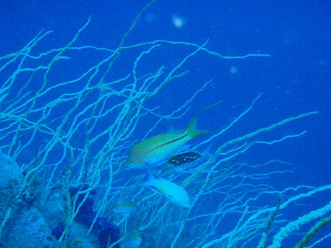 �ɓ������ʐ^�@�N���b�N�ő傫���Ȃ�܂�