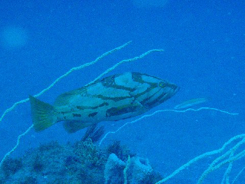 �ɓ������ʐ^�@�N���b�N�ő傫���Ȃ�܂�