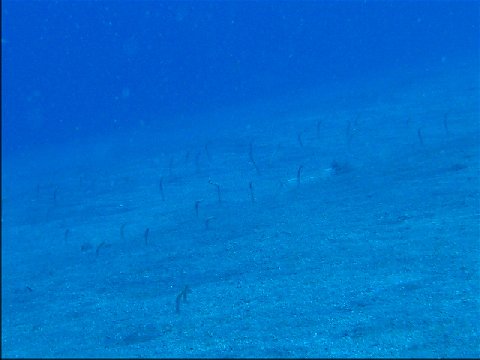 �ɓ������ʐ^�@�N���b�N�ő傫���Ȃ�܂�