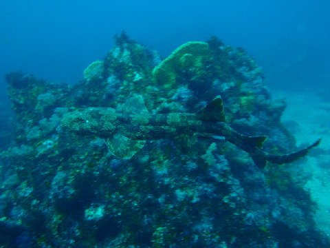 �ɓ������ʐ^�@�N���b�N�ő傫���Ȃ�܂�