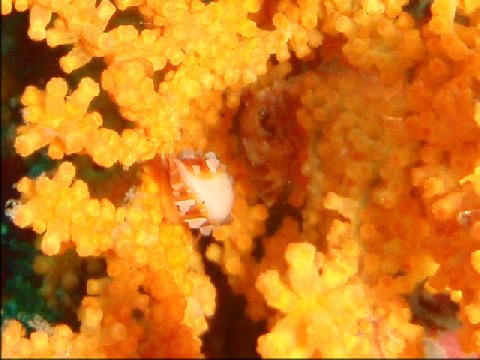 �ɓ������ʐ^�@�N���b�N�ő傫���Ȃ�܂�