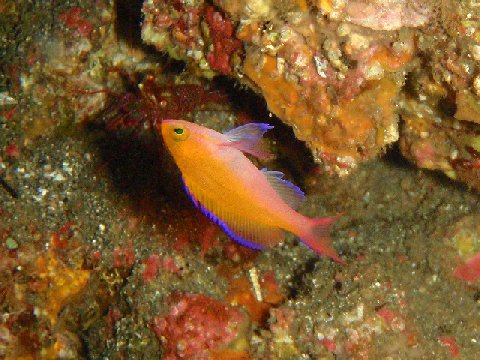 �ɓ������ʐ^�@�N���b�N�ő傫���Ȃ�܂�