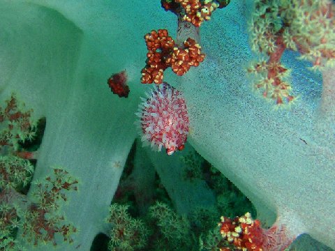 �ɓ������ʐ^�@�N���b�N�ő傫���Ȃ�܂�