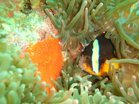 �ɓ������ʐ^�@�N���b�N�ő傫���Ȃ�܂�