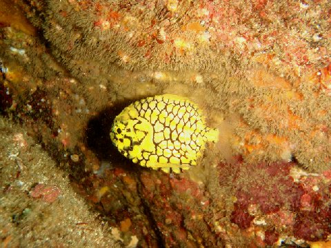 �ɓ������ʐ^�@�N���b�N�ő傫���Ȃ�܂�