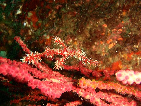 �ɓ������ʐ^�@�N���b�N�ő傫���Ȃ�܂�