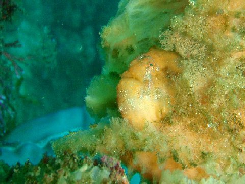 �ɓ������ʐ^�@�N���b�N�ő傫���Ȃ�܂�