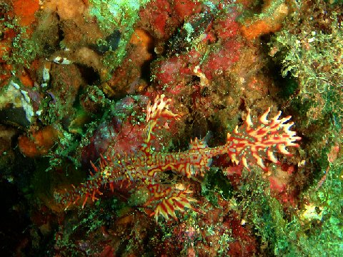 �ɓ������ʐ^�@�N���b�N�ő傫���Ȃ�܂�