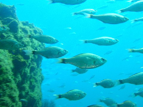 �ɓ������ʐ^�@�N���b�N�ő傫���Ȃ�܂�