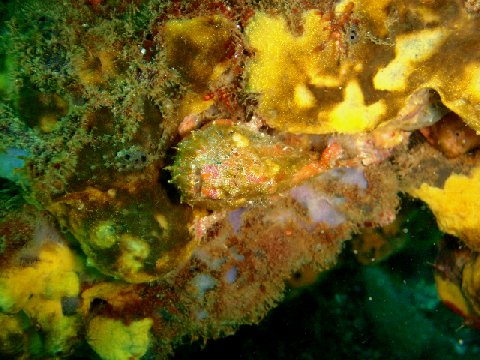 �ɓ������ʐ^�@�N���b�N�ő傫���Ȃ�܂�