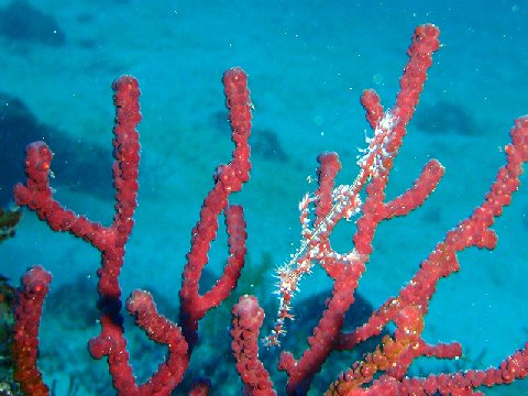 �ɓ������ʐ^�@�N���b�N�ő傫���Ȃ�܂�