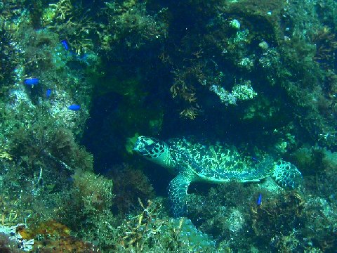 �ɓ������ʐ^�@�N���b�N�ő傫���Ȃ�܂�