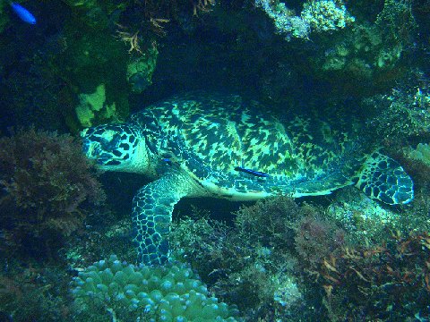 �ɓ������ʐ^�@�N���b�N�ő傫���Ȃ�܂�