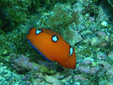 �ɓ������ʐ^�@�N���b�N�ő傫���Ȃ�܂�