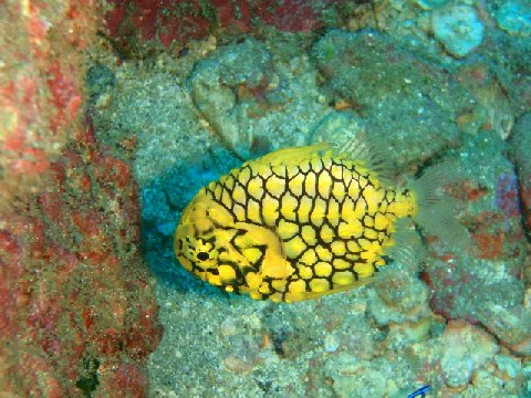 �ɓ������ʐ^�@�N���b�N�ő傫���Ȃ�܂�