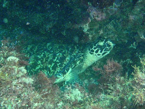 �ɓ������ʐ^�@�N���b�N�ő傫���Ȃ�܂�