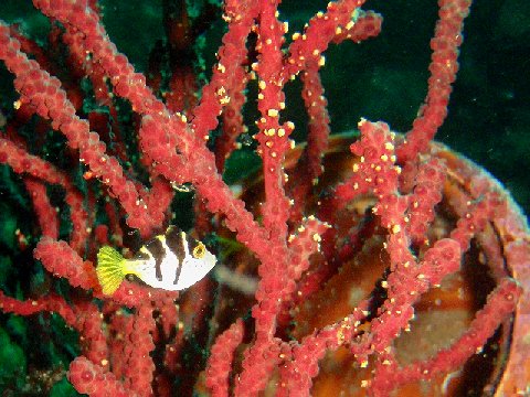 �ɓ������ʐ^�@�N���b�N�ő傫���Ȃ�܂�