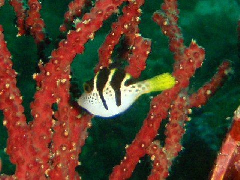 �ɓ������ʐ^�@�N���b�N�ő傫���Ȃ�܂�