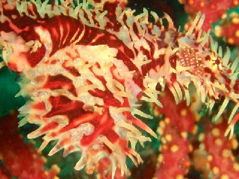 �ɓ������ʐ^�@�N���b�N�ő傫���Ȃ�܂�