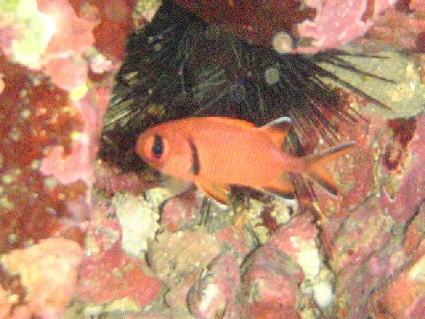 �ɓ������ʐ^�@�N���b�N�ő傫���Ȃ�܂�