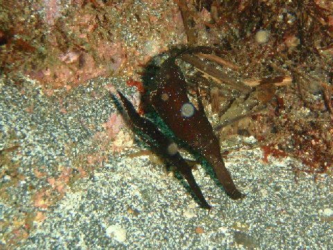 �ɓ������ʐ^�@�N���b�N�ő傫���Ȃ�܂�