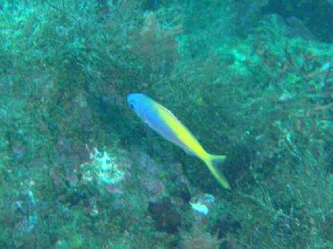 �ɓ������ʐ^�@�N���b�N�ő傫���Ȃ�܂�