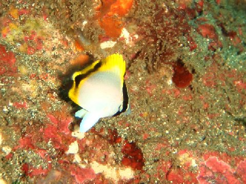 �ɓ������ʐ^�@�N���b�N�ő傫���Ȃ�܂�