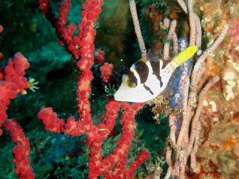 �ɓ������ʐ^�@�N���b�N�ő傫���Ȃ�܂�