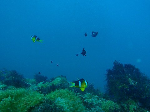 �ɓ������ʐ^�@�N���b�N�ő傫���Ȃ�܂�