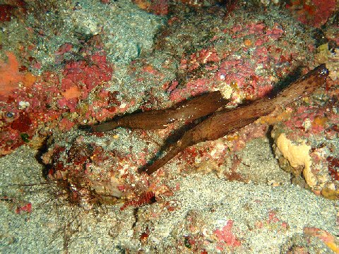 �ɓ������ʐ^�@�N���b�N�ő傫���Ȃ�܂�