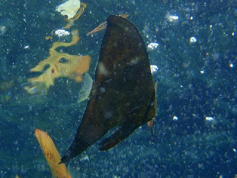 �ɓ������ʐ^�@�N���b�N�ő傫���Ȃ�܂�