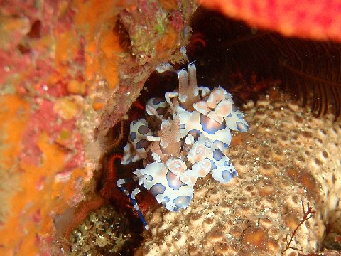 �ɓ������ʐ^�@�N���b�N�ő傫���Ȃ�܂�