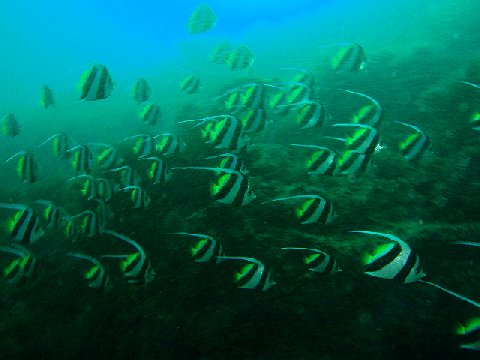 �ɓ������ʐ^�@�N���b�N�ő傫���Ȃ�܂�