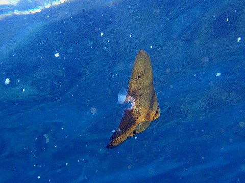 �ɓ������ʐ^�@�N���b�N�ő傫���Ȃ�܂�