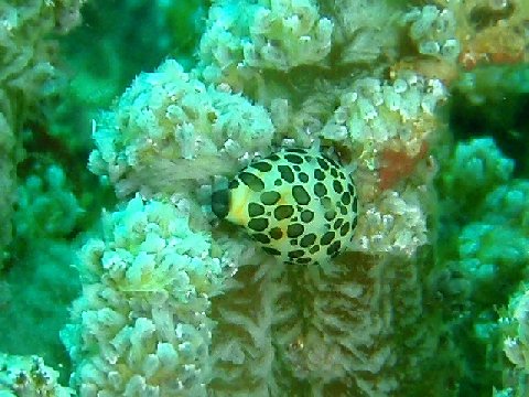 �ɓ������ʐ^�@�N���b�N�ő傫���Ȃ�܂�