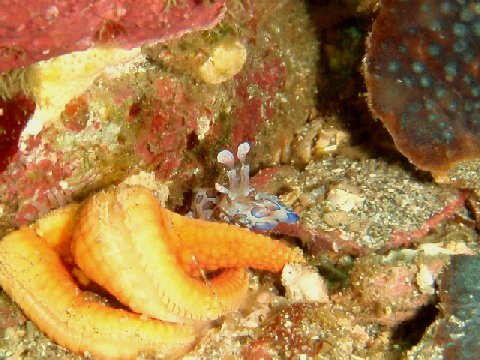 �ɓ������ʐ^�@�N���b�N�ő傫���Ȃ�܂�