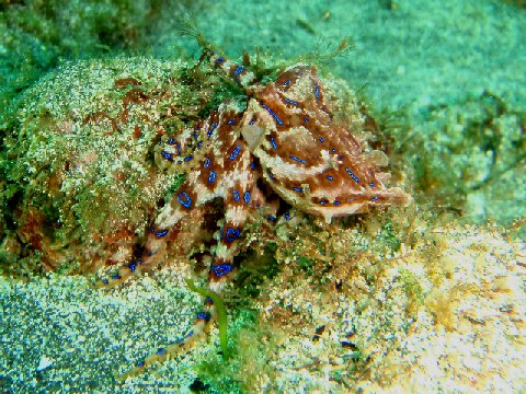 �ɓ������ʐ^�@�N���b�N�ő傫���Ȃ�܂�