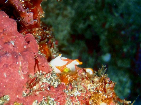 �ɓ������ʐ^�@�N���b�N�ő傫���Ȃ�܂�