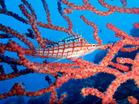 �ɓ������ʐ^�@�N���b�N�ő傫���Ȃ�܂�