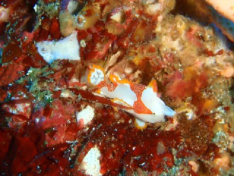 �ɓ������ʐ^�@�N���b�N�ő傫���Ȃ�܂�