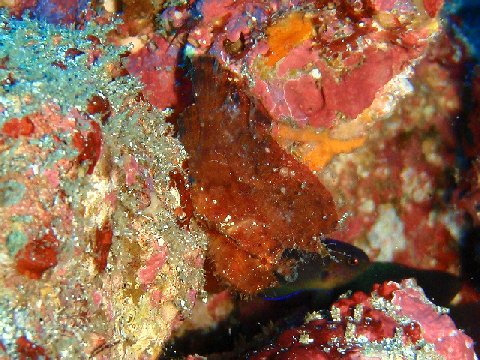 �ɓ������ʐ^�@�N���b�N�ő傫���Ȃ�܂�