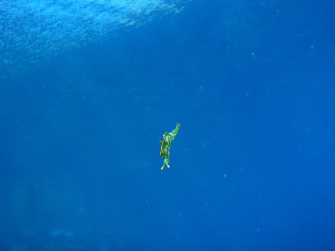 �ɓ������ʐ^�@�N���b�N�ő傫���Ȃ�܂�