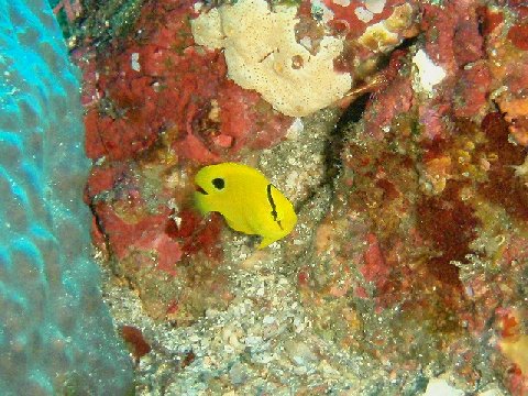 �ɓ������ʐ^�@�N���b�N�ő傫���Ȃ�܂�