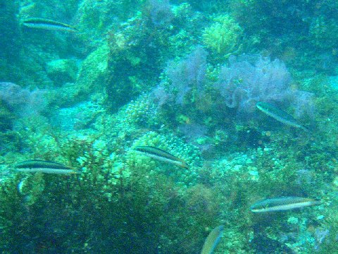 �ɓ������ʐ^�@�N���b�N�ő傫���Ȃ�܂�