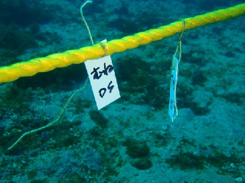 �ɓ������ʐ^�@�N���b�N�ő傫���Ȃ�܂�