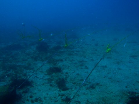 �ɓ������ʐ^�@�N���b�N�ő傫���Ȃ�܂�