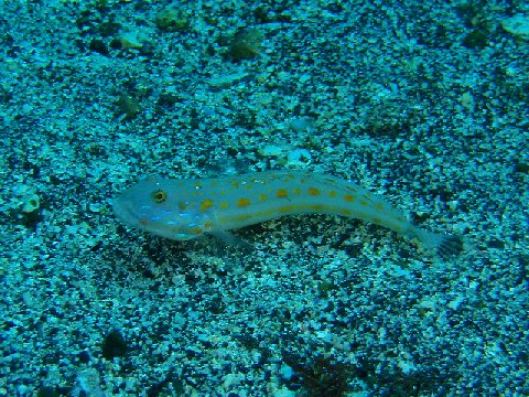 �ɓ������ʐ^�@�N���b�N�ő傫���Ȃ�܂�