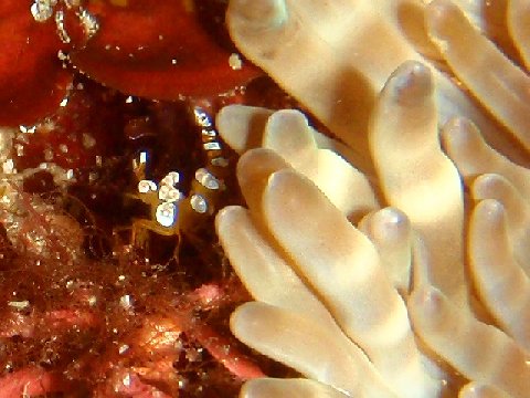 �ɓ������ʐ^�@�N���b�N�ő傫���Ȃ�܂�