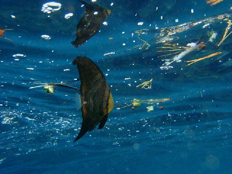 �ɓ������ʐ^�@�N���b�N�ő傫���Ȃ�܂�