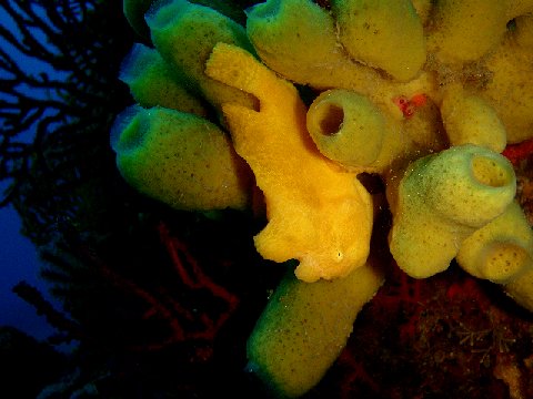 �ɓ������ʐ^�@�N���b�N�ő傫���Ȃ�܂�